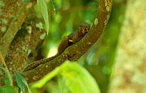 Spotted / Plantain squirrel {Callosciurus notatus}  Budo-Sungai Padi Mountains NP, Thailand