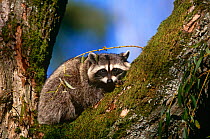 Raccoon {Procyon lotor} Vancouver, British Columbia, Canada