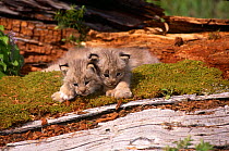 Canadian Lynx kittens {Lynx lynx canadensis} captive, Montana, Canada