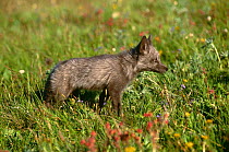 Eastern grey fox {Urocyon cinereoargenteus} captive, Montana, Canada