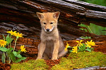 Coyote pup {Canis latrans} captive, Montana, Canada