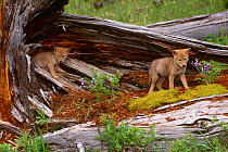 Coyote {Canis latrans} pups, captive, Montana, Canada