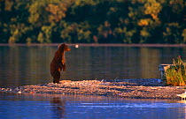 Grizzly bear {Ursus arctos horribilis} standing on island in river, Alaska