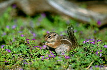 Harris' antelope ground squirrel {Ammospermophilus harrisii} Arizona, USA