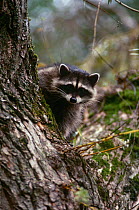 Raccoon {Procyon lotor} British Columbia, Canada