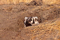 American badger {Taxidea taxus} in den, captive, Montana, Canada