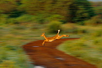 Impala, female leaping {Aepyceros melampus} Lake Manyara NP, Tanzania