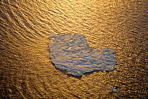 Aerial view of ice floe in midnight summer sun, floating off Ellesmere Island, Beaufort Sea, Arctic, Canada