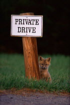 American Red fox {Vulpes vulpes} cub beside 'Private Drive' sign, Colorado, USA