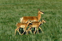 Pronghorn antelope with three young {Antilocapra americana} Red Desert NP, Wyoming, USA