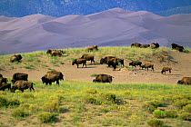Herd of Bison {Bison bison} grazing on sand dunes, Zapata Ranch, Colorado, USA