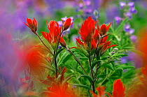 Indian paintbrush flowers {Castilleja coccinea} Colorado, USA