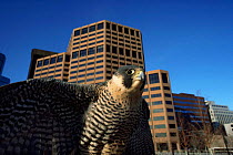Peregrine falcon {Falco peregrinus} against skyline of Denver city, Colorado, USA