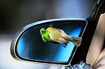Prairie warbler {Dendroica discolor} looking at its reflection in car wing mirror, Colorado, USA
