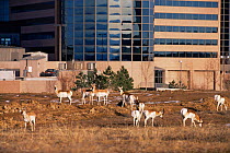 Pronghorn antelope {Antilocapra americana} beside the Technical Center buildings, Denver, Colorado, USA