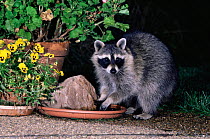 Raccoon {Procyon lotor} at water bowl in garden, Colorado, USA