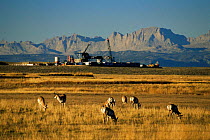Pronghorn antelope grazing near petroleum drill, Red Desert, Wyoming, USA
