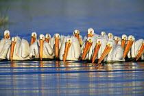 Raft of American white pelicans fishing {Pelecanus erythrorhynchos} USA