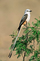 Scissor tailed flycatcher {Tyrannus forficatus} Texas, USA
