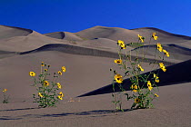 Sunflowers {Helianthus sp} flowering in the Great Sand Dunes NP, Colorado, USA