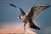Juvenile Peregrine falcon {Falco peregrinus} stretching wings on roof of building, Denver, Colorado, USA