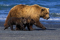 Kodiak / Alaskan brown bear {Ursus arctos middendorffi} mother with 4-6 months cubs walking along beach, Katmai NP, Alaska, USA