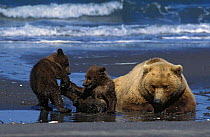Kodiak / Alaskan brown bear {Ursus arctos middendorffi} mother with 4-6 months cubs playing on beach, Katmai NP, Alaska, USA