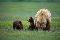 Kodiak / Alaskan brown bear {Ursus arctos middendorffi} mother with 4-6 months cubs grazing in sedge grass meadow, Katmai NP, Alaska, USA