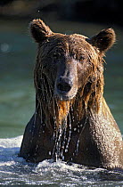Kodiak / Alaskan brown bear {Ursus arctos middendorffi} soaking wet from fishing for salmon in river, Katmai NP, Alaska, USA