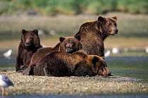 Kodiak / Alaskan brown bear {Ursus arctos middendorffi} mother with three 2 years-old juvenile cubs, Katmai NP, Alaska, USA