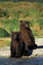 Kodiak / Alaskan brown bear {Ursus arctos middendorffi} mother with 2 years-old juvenile cub, Katmai NP, Alaska, USA