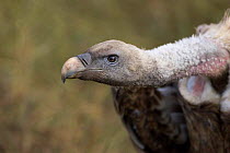 Ruppell's griffon vulture {Gyps rueppelli} Masai Mara Reserve, Kenya