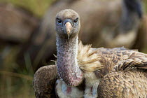 Ruppell's griffon vulture {Gyps rueppelli} Masai Mara Reserve, Kenya