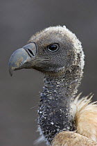 White-backed vulture head portrait {Gyps africanus} Masai Mara Reserve, Kenya