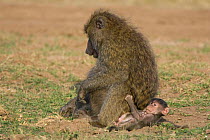 Yellow / Savannah baboon {Papio cynocephalus} baby plays beside mother, Masai Mara Reserve, Kenya