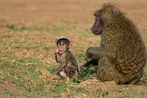 Yellow / Savannah baboon {Papio cynocephalus} mother and baby grazing, Masai Mara Reserve, Kenya