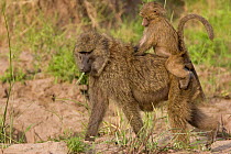Yellow / Savannah baboon {Papio cynocephalus} juvenile rides on mother's back, Masai Mara Reserve, Kenya