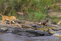 Nile crocodiles {Crocodylus niloticus} flee from Hippopotamus carcass as Lion approaches, Masai Mara Reserve, Kenya