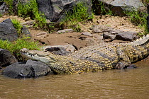 Nile crocodile {Crocodylus niloticus} resting on bank of Mara river, gorged after months of feeding, Masai Mara Reserve, Kenya