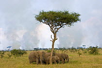 African Elephants {Loxodonta africana} females with young move away from bush fire, Masai Mara Reserve, Kenya