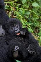 Mountain gorilla {Gorilla beringei} mother holding 10-months infant, Parc National des Volcans, Rwanda