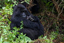 Mountain gorilla {Gorilla beringei} mother holding newborn baby, Parc National des Volcans, Rwanda