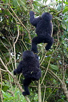 Mountain gorilla {Gorilla beringei} 12-months twins climbing tree, Parc National des Volcans, Rwanda