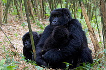 Mountain gorilla {Gorilla beringei} mother with 10-months infant in bamboo forest, Parc National des Volcans, Rwanda