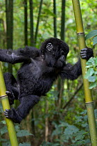 Mountain gorilla {Gorilla beringei} 10-months infant climbing in bamboo forest, Parc National des Volcans, Rwanda. *Digitally removed leaf in foregound