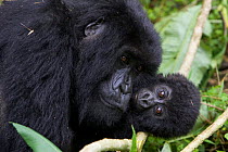 Mountain gorilla {Gorilla beringei} mother playing with 10-months infant, Parc National des Volcans, Rwanda. *Digitally removed debris on gorilla