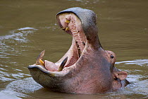 Hippopotamus with mouth wide open {Hippopotamus amphibius} Masai Mara Reserve, Kenya Not available for ringtone/wallpaper use.