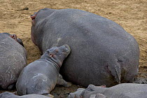 Hippopotamus {Hippopotamus amphibius} young calf sleeping against mother, Masai Mara Reserve, Kenya