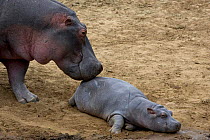 Hippopotamus mother nudging young {Hippopotamus amphibius} Masai Mara Reserve, Kenya