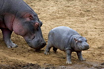 Hippopotamus mother with newborn baby{Hippopotamus amphibius} Masai Mara Reserve, Kenya